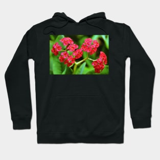 Crown of Thorns Hoodie